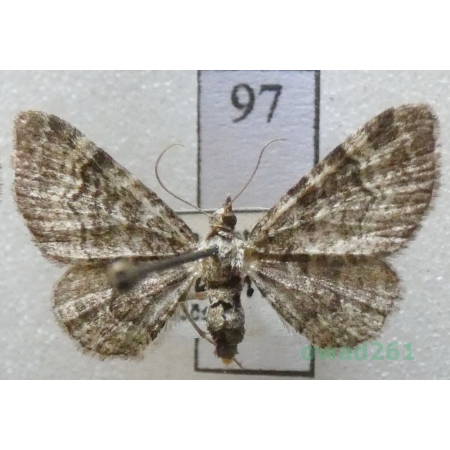 Pasiphila rectangulata (Linnaeus, 1758) Czech97